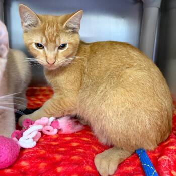 Pumpkin King -  Domestic Short Hair Cat for Adoption in Mentor, Ohio - Pumpkin King | PetCurious