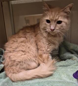 Dexter P. Cat -  Domestic Long Hair Cat for Adoption in Christiansburg, Virginia - Dexter P. Cat | PetCurious