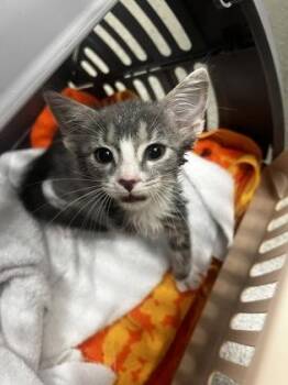 Haku 1 -  Domestic Short Hair Cat for Adoption in Fallston, Maryland - Haku 1 | PetCurious