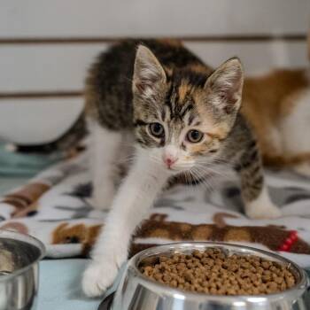 Domestic Short Hair Cats Available for Adoption in Pawling, New York - Orange Muffin | PetCurious
