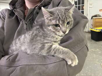 Domestic Short Hair Cats Available for Adoption - Leo | PetCurious