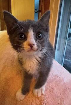 Anna -  American Shorthair Cat for Adoption in Fort Payne, Alabama - Anna | PetCurious