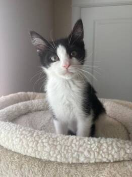 Domestic Short Hair Cats Available for Adoption in Ogden, Utah - Dexter | PetCurious