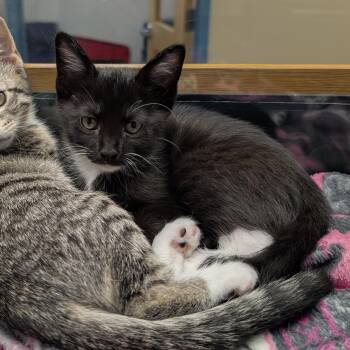 Fries -  Domestic Short Hair Cat for Adoption in Suffolk, Virginia - Fries | PetCurious