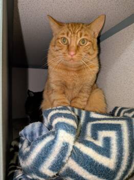 Barn Cats -  Domestic Short Hair Cat for Adoption in Quilcene, Washington - Barn Cats | PetCurious