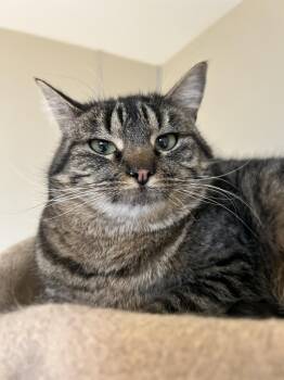 Domestic Short Hair Cats Available for Adoption - Sophie | PetCurious
