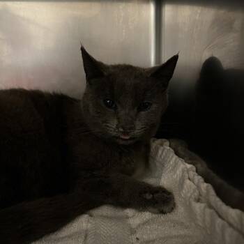 Domestic Short Hair Cats Available for Adoption in Bristol, Indiana - Esther: Working Cat, Adoption Fee Waived! | PetCurious