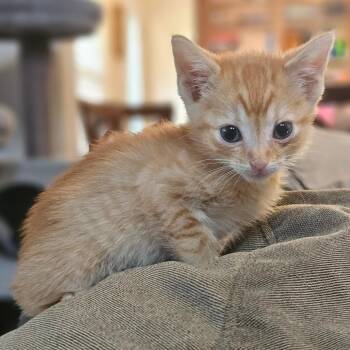 Domestic Short Hair Cats Available for Adoption in Fort Worth, Texas - Dale Gray | PetCurious