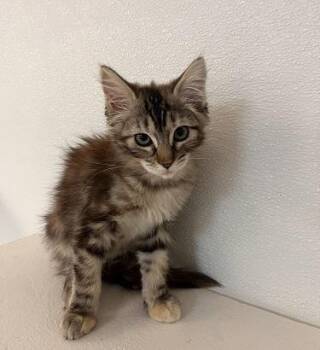 Maine Coon Cats Available for Adoption in Parlier, California - Mica 27745 | PetCurious