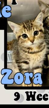 Zora -  American Shorthair Cat for Adoption in Marvin, North Carolina - Zora | PetCurious