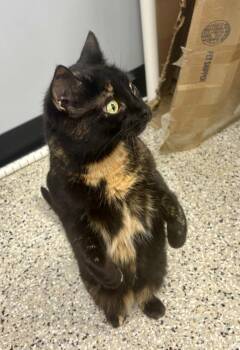 Blossom -  Domestic Short Hair Cat for Adoption in Minneapolis, Minnesota - Blossom | PetCurious