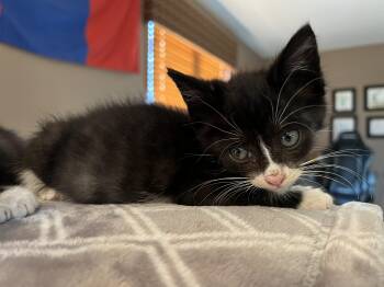 Bandit -  Domestic Short Hair Cat for Adoption in Mineral Point, Wisconsin - Bandit | PetCurious