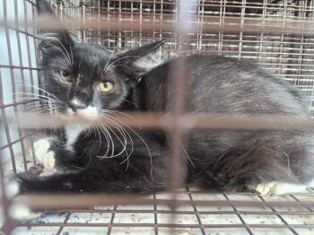 A660518 -  Domestic Short Hair Cat for Adoption in Houston, Texas - A660518 | PetCurious