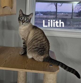 Siamese Cats Available for Adoption - Lilith | PetCurious