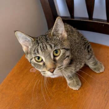 Domestic Short Hair Cats Available for Adoption in Brookings, South Dakota - Windswept Forest | PetCurious
