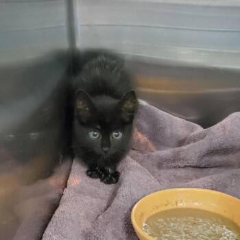 Skylar -  Domestic Short Hair Cat for Adoption in Greensboro, North Carolina - Skylar | PetCurious