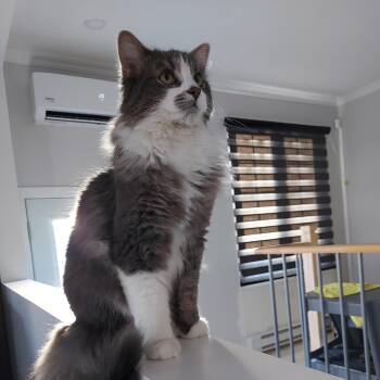 Manny -  Domestic Long Hair Cat for Adoption in Wakefield, Quebec - Manny | PetCurious