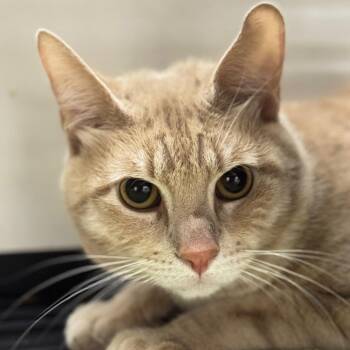 Tim Furry -  Domestic Short Hair Cat for Adoption in Goleta, California - Tim Furry | PetCurious