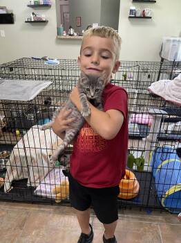 Tig -  Domestic Short Hair Cat for Adoption in Oviedo, Florida - Tig | PetCurious