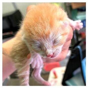 Maple -  Domestic Short Hair Cat for Adoption in Los Angeles, California - Maple | PetCurious