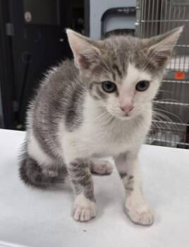 Kd 4 -  Domestic Short Hair Cat for Adoption in Lawrenceville, Georgia - Kd 4 | PetCurious