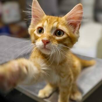 Police Academy Five -  Domestic Medium Hair Cat for Adoption in Topeka, Kansas - Police Academy Five | PetCurious