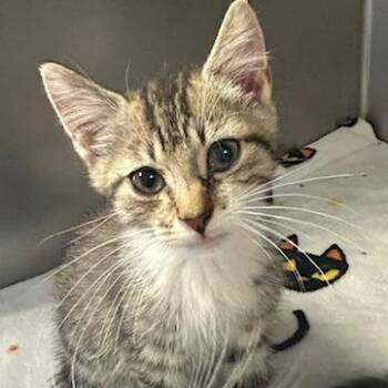 Junior -  Domestic Short Hair Cat for Adoption in Knoxville, Tennessee - Junior | PetCurious