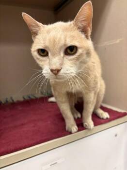 Domestic Short Hair Cats Available for Adoption in Quakertown, Pennsylvania - Petey | PetCurious