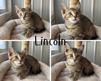 Lincoln -  Domestic Short Hair Cat for Adoption in Pierceton, Indiana - Lincoln | PetCurious