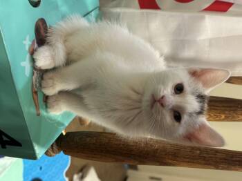 Blonde -  Domestic Short Hair Cat for Adoption in Fruit Heights, Utah - Blonde | PetCurious