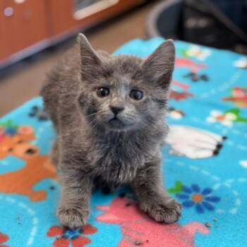 Domestic Short Hair Cats Available for Adoption in South Elgin, Illinois - Jeanette | PetCurious