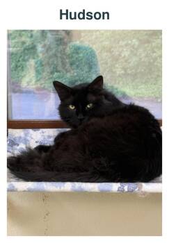 Hudson -  Domestic Long Hair Cat for Adoption in Richland Center, Wisconsin - Hudson | PetCurious