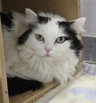 Domestic Long Hair Cats Available for Adoption in Millville, Utah - Luna | PetCurious