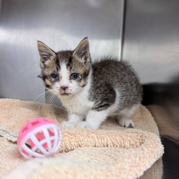 Grayson -  Domestic Short Hair Cat for Adoption in Auburn, Alabama - Grayson | PetCurious