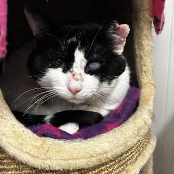 Domestic Short Hair Cats Available for Adoption in Maple Ridge, British Columbia - Emilio | PetCurious