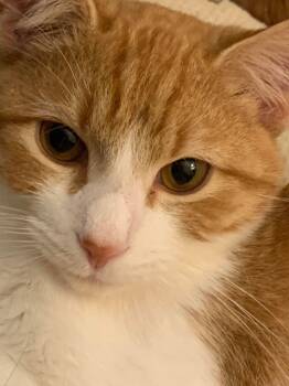 Rescue Domestic Short Hair Cats for Adoption in Danville, Kentucky - Lillian | PetCurious