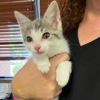 Pixie -  Domestic Short Hair Cat for Adoption in Birmingham, Alabama - Pixie | PetCurious