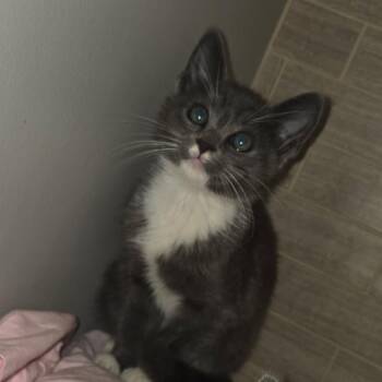 Misty -  Domestic Short Hair Cat for Adoption in Bel Air, Maryland - Misty | PetCurious
