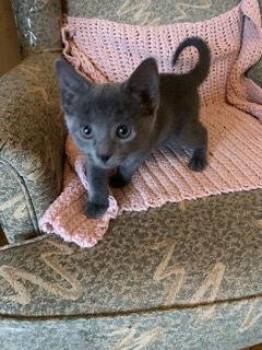 Domestic Short Hair Cats Available for Adoption - BURLY BOY & GLORI | PetCurious