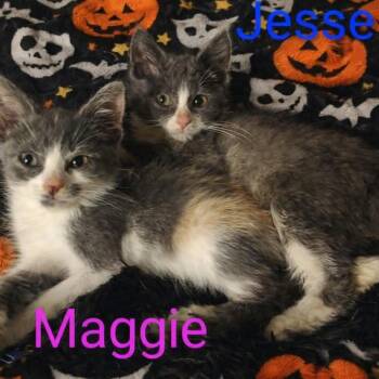 Maggie and Jesse -  Domestic Short Hair Cat for Adoption in Wyandotte, Michigan - Maggie And Jesse | PetCurious