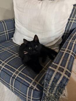 Domestic Short Hair Cats Available for Adoption - June Bug ‘26 | PetCurious