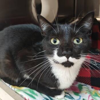 Ron Burgundy -  Domestic Short Hair Cat for Adoption in Madison, Wisconsin - Ron Burgundy | PetCurious