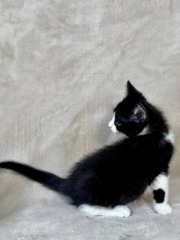 Domestic Short Hair Cats Available for Adoption in Salinas, California - Aspen | PetCurious