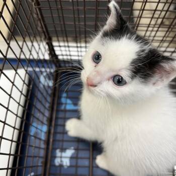 Shirley MacLaine -  American Shorthair Cat Available for Adoption in Galveston, Texas - Shirley MacLaine | PetCurious