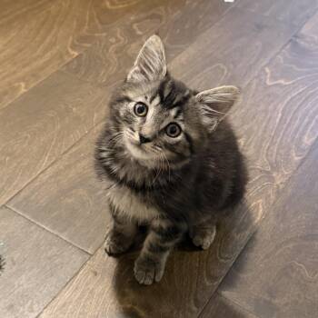 Serrano -  Domestic Medium Hair Cat for Adoption in Charlotte, North Carolina - Serrano | PetCurious