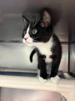 Amy Duncan -  Domestic Short Hair Cat for Adoption in Morristown, New Jersey - Amy Duncan | PetCurious