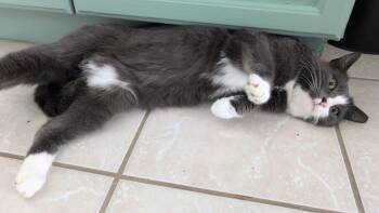 Domestic Short Hair Cats Available for Adoption in Duxbury, Massachusetts - Maressa | PetCurious