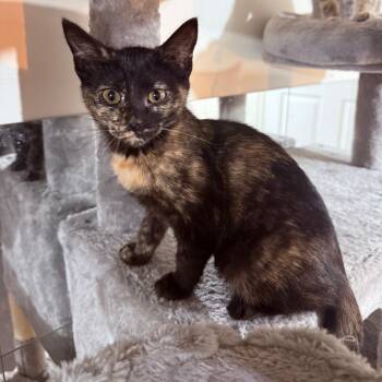 Scarlett Crock -  Domestic Short Hair Cat for Adoption in Eagle Mountain, Utah - Scarlett Crock | PetCurious
