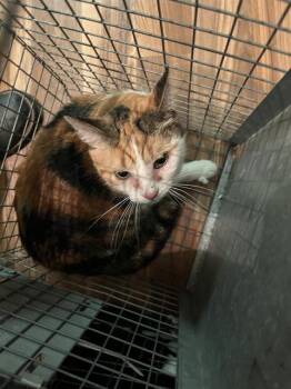 A477012 -  Domestic Short Hair Cat for Adoption in Oklahoma City, Oklahoma - A477012 | PetCurious