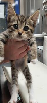 Carlotta -  Domestic Short Hair Cat for Adoption in Georgetown, Ohio - Carlotta | PetCurious